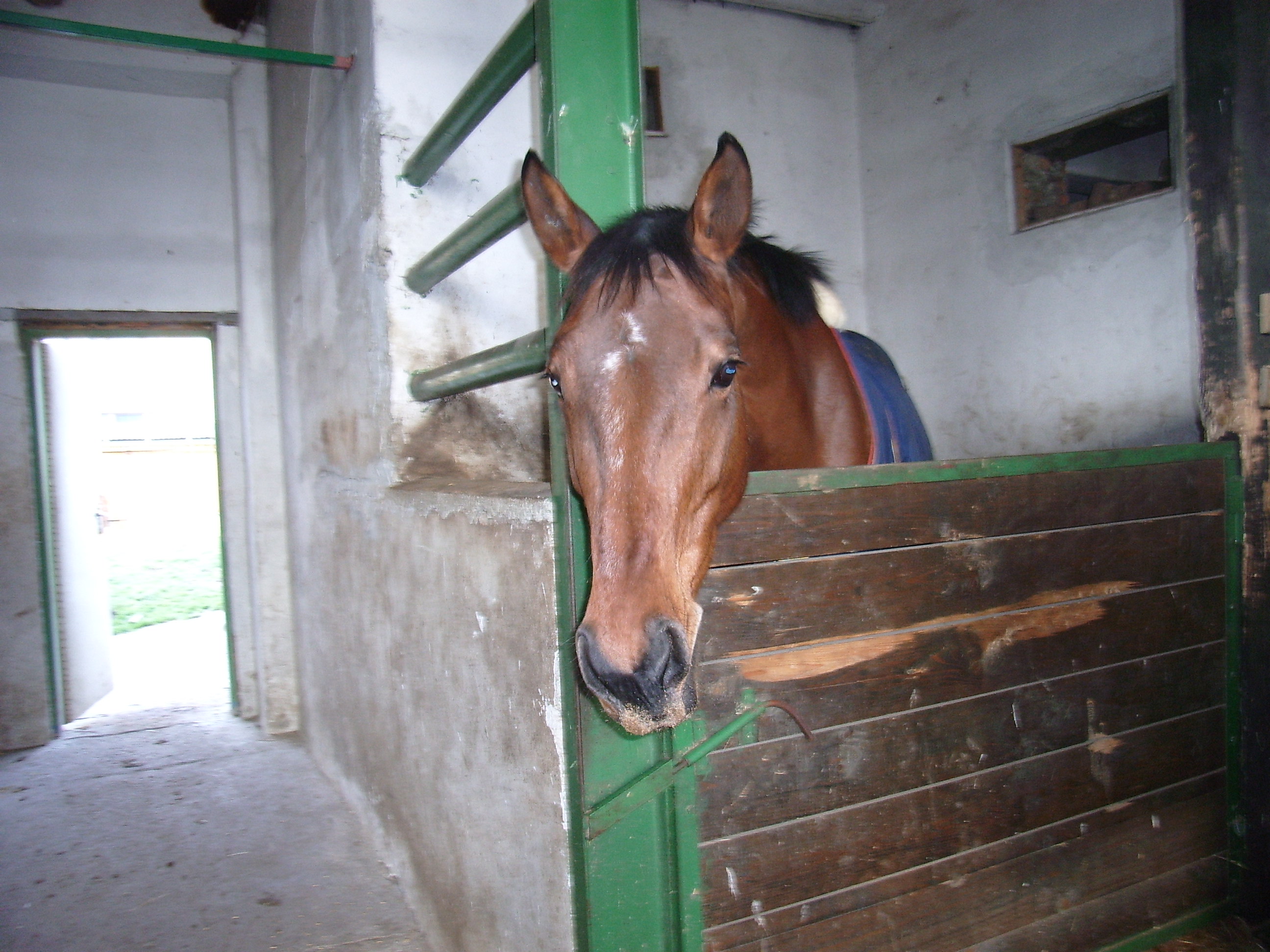 koně-maruška-vánoce-zabíjačka 087.jpg